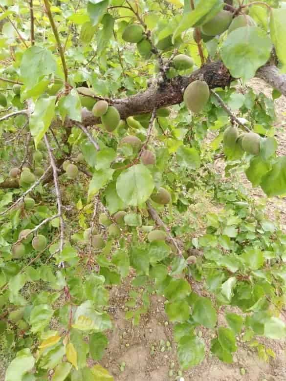 Somogyturi Gyümölcsös Eladó - 3 8 Hektar - Balaton Közelében