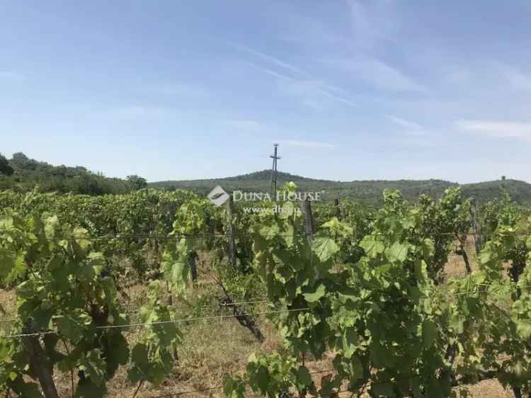 Tihanyi szőlőbirtok eladó panorámás területen saját vörösborral