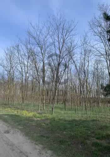 Kecskemét Szarkás Telek Eladó 6531 nm